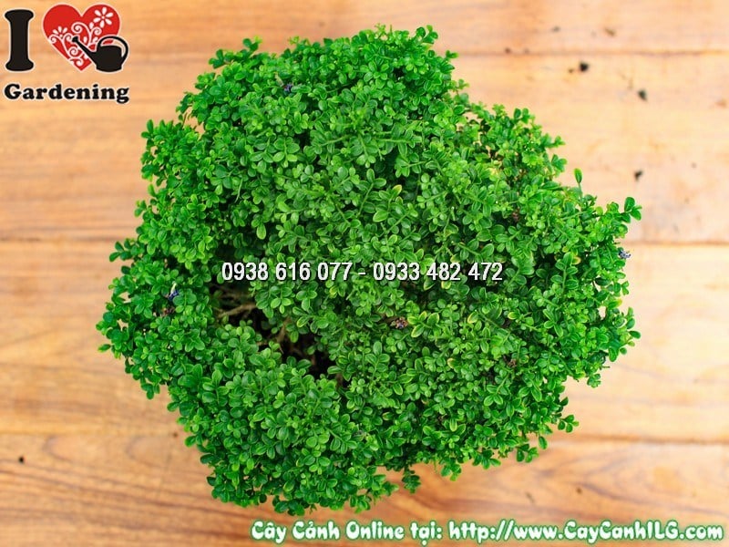 Cây toàn cầu cao 15cm tại vườn ILG