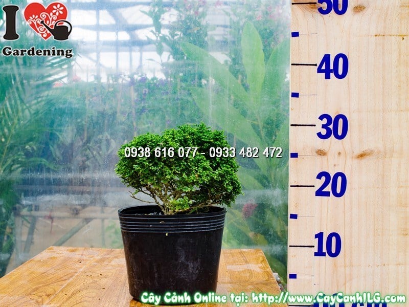 Chậu trồng cây toàn cầu bonsai