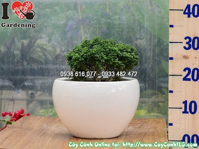 Chậu cây toàn cầu cao 15 cm – tán lá tròn đẹp tự nhiên như bonsai mini