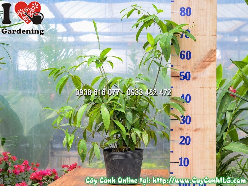 Cây trúc nhật cao 50 cm - thanh nhã, phù hợp nội thất và cảnh quan bóng râm