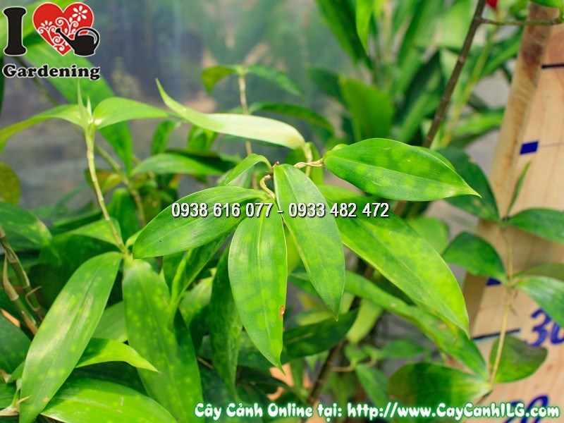 Lá cây trúc nhật điểm đốm vàng đặc trưng