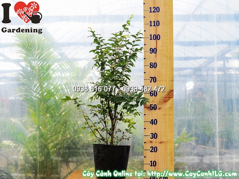 Cây tường vi hoa đỏ cao 80 cm trồng chậu trang trí sân vườn