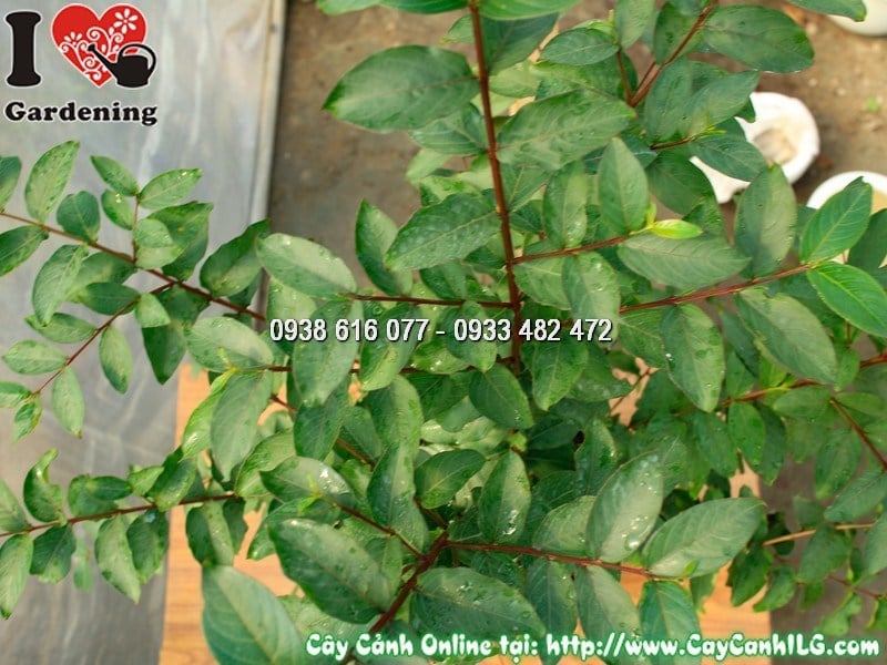 Chậu tường vi hoa đỏ trang trí sân vườn phong thủy