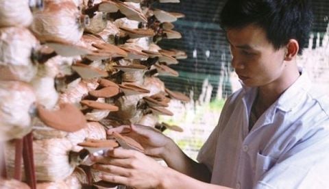 linh chi nam ta ngo kim lai