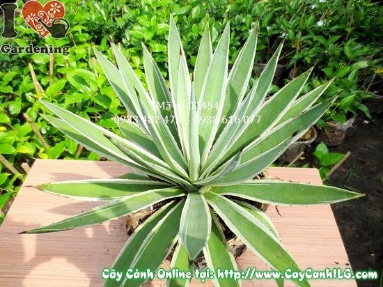 Cây Agao cao 40cm – cây cảnh nhiệt đới xanh mướt tại ILG