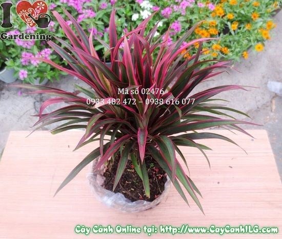 Cây ánh dương trồng trang trí sân vườn nội thất công trình