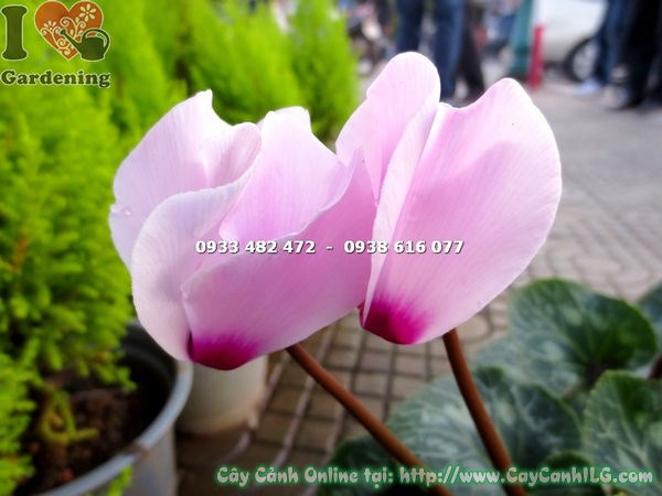hoa anh thảo hồng đậm trồng cảnh quan đẹp