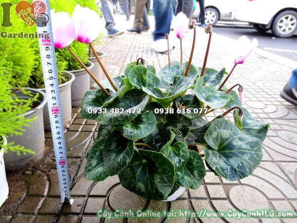 Cây anh thảo hoa hồng – màu sắc đặc trưng, thích hợp trang trí nội thất và ban công