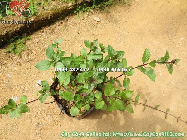 Cây Bạc Hà Pepper Mint – nhánh xanh tươi, lá căng mướt