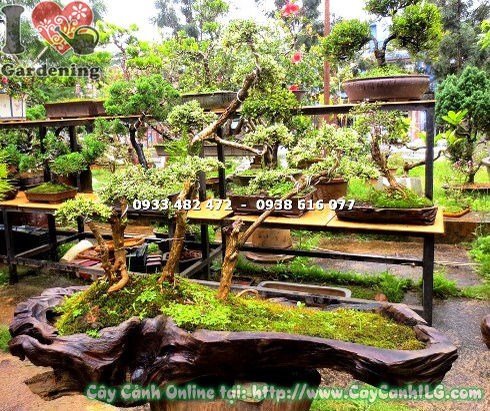 Cây bạch tuyết mai bonsai tiểu cảnh cao 60cm – hoa trắng năm cánh nổi bật