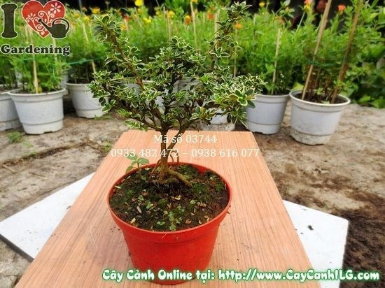 Cây bạch tuyết mai cao 12cm - Ms 03744 - cây giống nhỏ xinh ILG