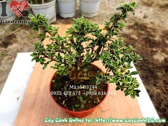 Cây bạch tuyết mai 12cm dễ cắt tỉa tạo hình bonsai - ILG