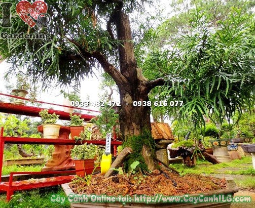 Cây bách xanh bonsai cao 1m – cây quà tặng khánh thành khai trương