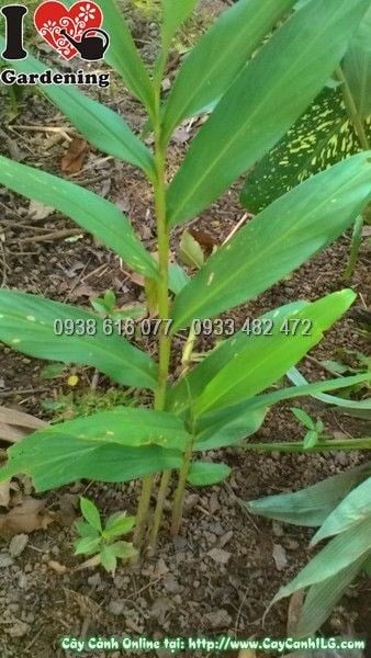 Cây bạch yến hoa trắng tinh khôi – Ms 23677