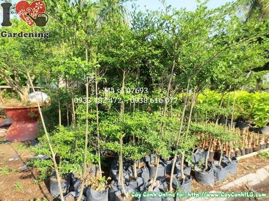 Cây bàng Đài Loan cao 1,8m – Ms 07693 – vườn ILG