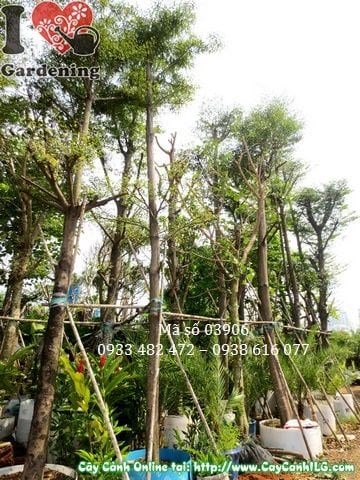 cây bàng đài loan cao 5,5m – cây công trình cỡ lớn