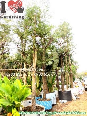 cây bàng đài loan 5,5m – tán rộng bóng mát công trình lớn