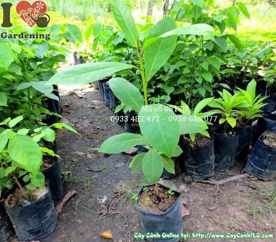Đặc điểm cây bàng giống cao 50cm lá xanh tươi