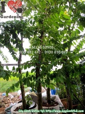 hoa bằng lăng tím cao 3m ms 03907 công trình cảnh quan