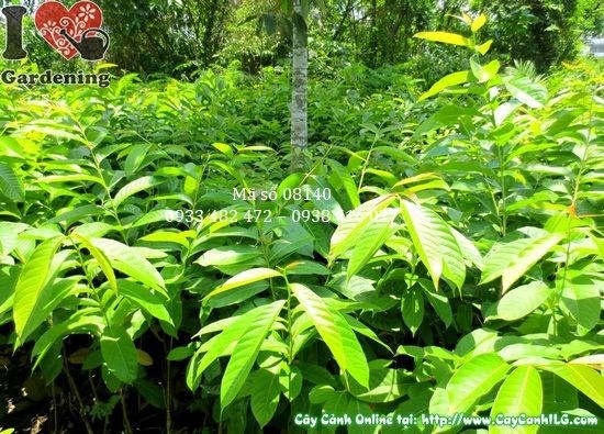 Cây bằng lăng nước giống cao 1m – trồng hàng loạt cảnh quan