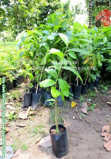 Hoa bằng lăng nước tím đẹp – mùa hoa tháng 4 đến tháng 7