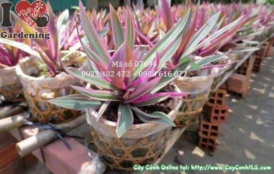 bảy sắc cầu vồng 15cm trồng chậu trang trí sân vườn