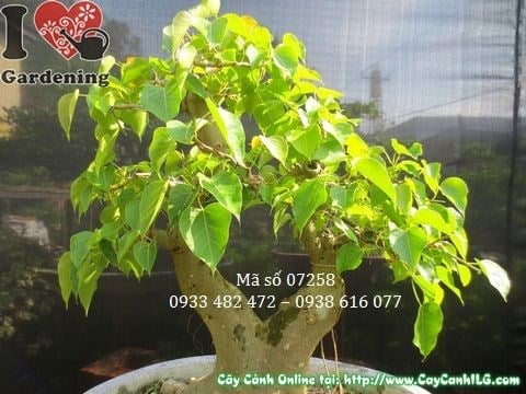 Cây bồ đề bonsai cao 67cm hoành 41cm - toàn cảnh