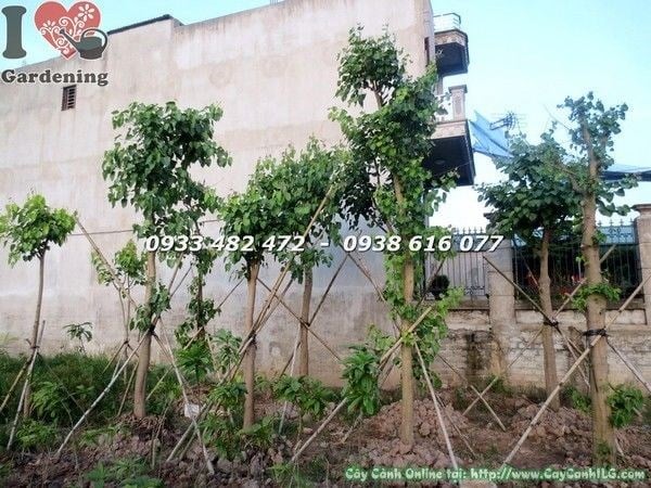 Thân và tán cây bồ đề đỏ khỏe mạnh đúng kỹ thuật chăm sóc