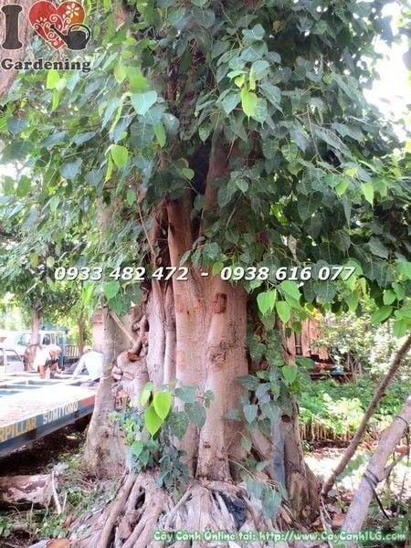 Cây bồ đề đỏ cổ thụ hoành 400cm tại vườn ILG