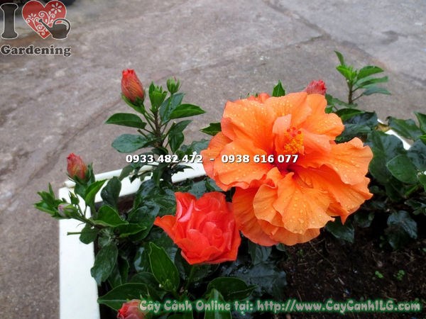 Chăm sóc cây bông bụp thái hoa cam - cắt tỉa tạo dáng