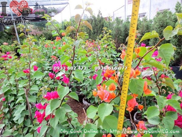 Chi tiết hoa và lá bắc cây bông giấy 60cm
