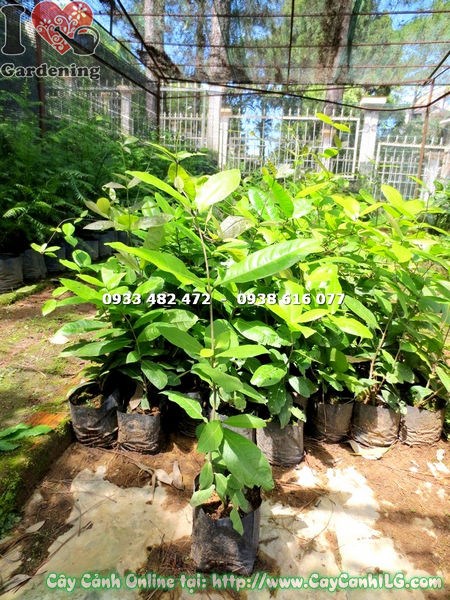 Cây bông xanh cao 50cm – sắc hoa tím đẹp mắt tại ILG