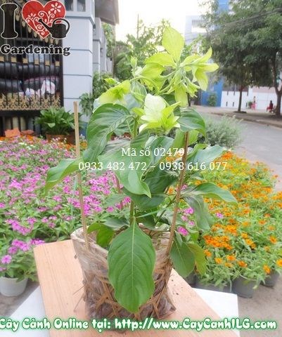 Mẹo kích hoa cây bướm bạc – lá đài trắng bạc nở rộ