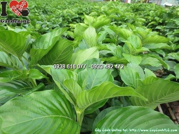 Nhân giống cây bướm bạc bằng phương pháp giâm cành