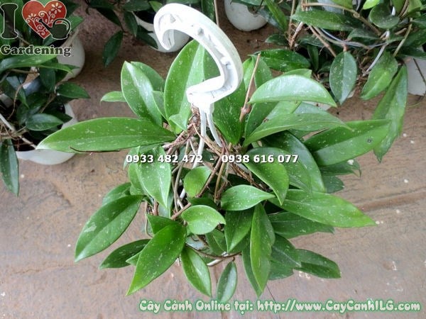 Cây cẩm cù treo chậu lớn – chăm sóc đúng cách