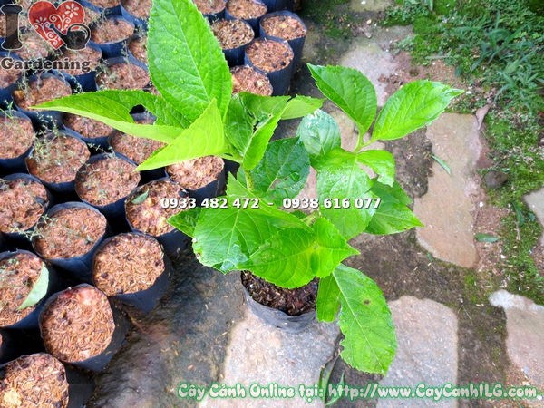Hoa cẩm tú cầu nở đẹp sau khi chăm sóc đúng cách
