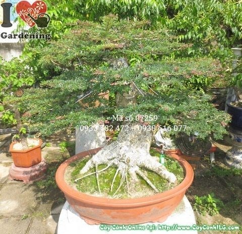 Cây cần thăng bonsai cao 70cm hoành 52cm – góc chụp thêm