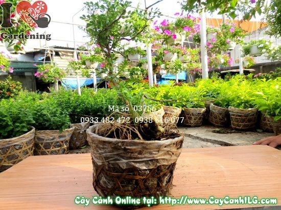 Chăm sóc cây cần thăng mini 20cm – tưới nước, ánh sáng