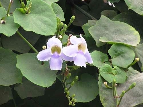 Hoa cây cát đằng xanh tím nở rộ