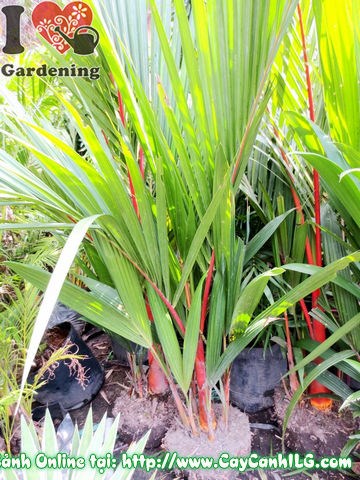Bụi cau đỏ lớn – lộ trình phát triển ấn tượng qua nhiều năm