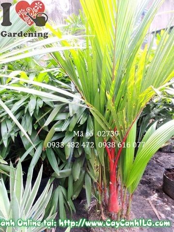 Cây cau đỏ bụi lớn Ms 02739 – lá kép đỏ rực, phù hợp cảnh quan công trình