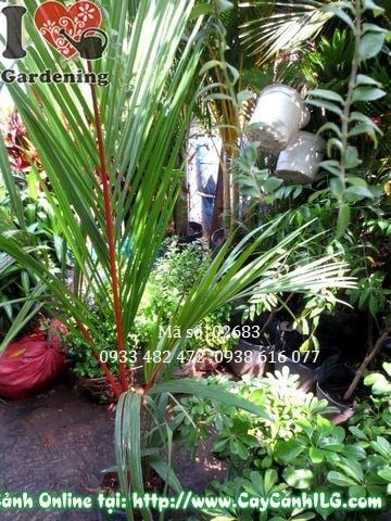 Chi tiết thân bẹ đỏ rực của cây cau đỏ cao 1m2 – Ms: 02683