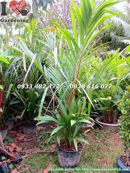 Cây cau đỏ con được nhân giống từ chồi gốc tại vườn ILG