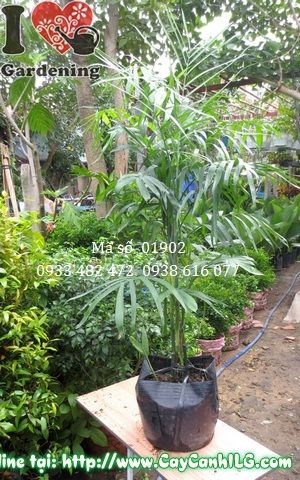 Cây cau hawai lá xanh mướt đặc trưng