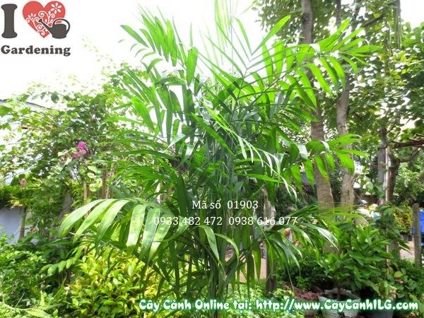 Cây cau hawai trang trí không gian nội thất