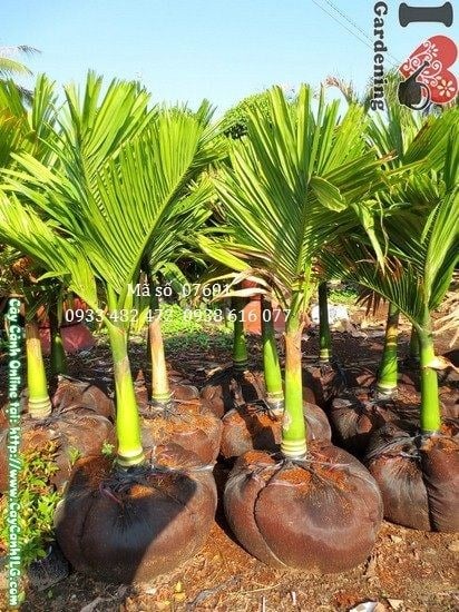 Cây cau hương lùn tán xanh mướt nhiệt đới
