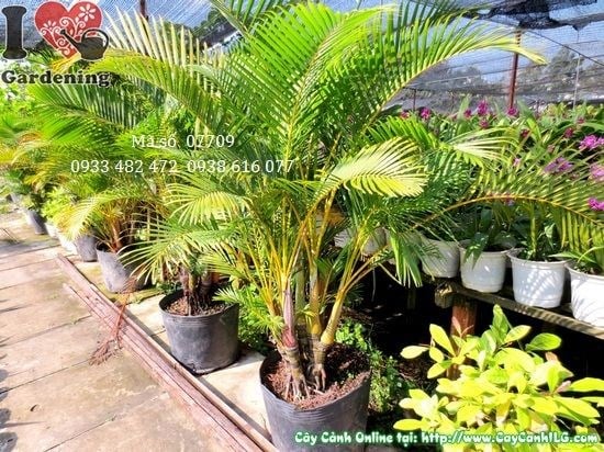 Cây cau nhật trung cao 1,1m - cảnh quan sân vườn ILG