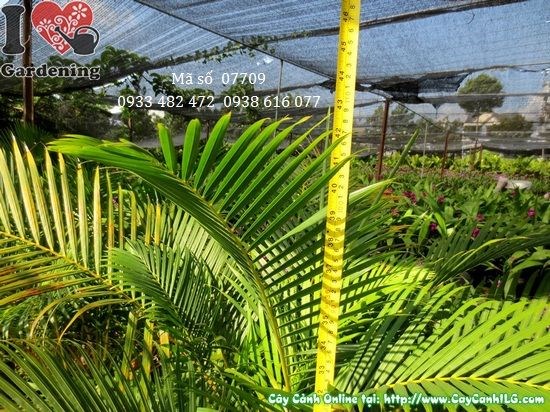 Cây cau nhật trung cao 1,1m bụi dày đẹp trang trí sảnh lớn
