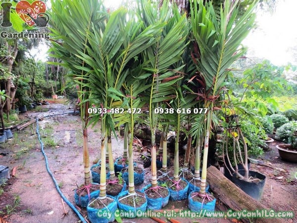 cây cau trắng cao 1m7 thân thẳng tán đẹp