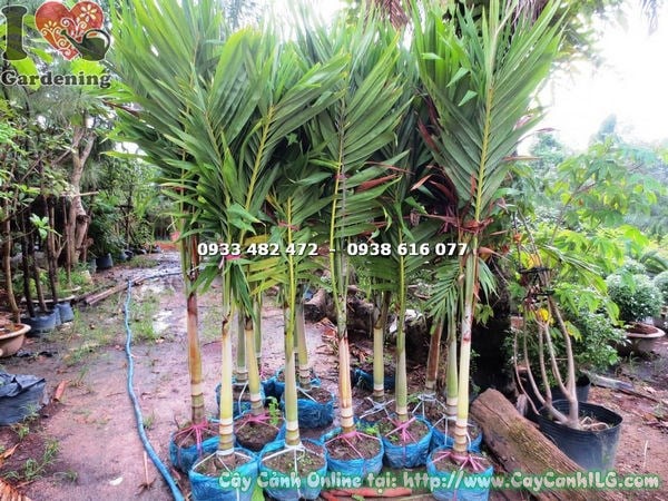 cây cau trắng cao 1m7 quả đỏ đẹp Ms 17573